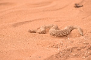 snake-desert