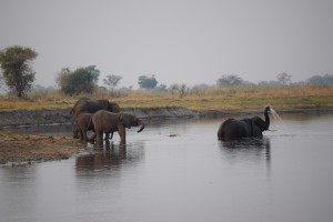 elefant-river